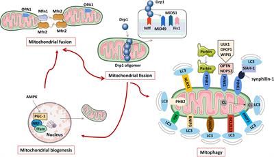 Research progress on the pharmacological effects of berberine targeting mitochondria